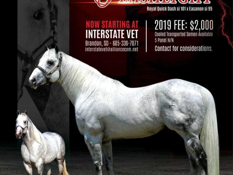 Flashlight Stallion Flyer Design