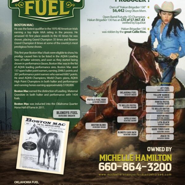 Stallion Flyers – Premium Flyer Design Services